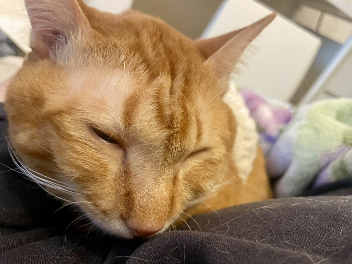 もちも | 脳障害＆重症難治てんかんのノチェロ、二分脊椎のルーさん tweet media