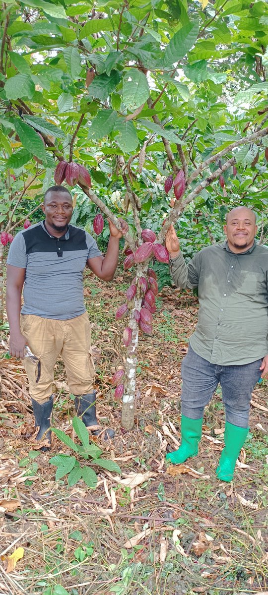 JayAssasseAleki's tweet photo. Nos produits agricoles, notre fierté ! L'exclusion du cacao et du café congolais par l'UE est un appel à renforcer notre industrie locale. Soutenons nos producteurs et favorisons le Made in Congo. La RDC est une terre de qualité, ne l'oublions pas ! 🌍✊ #CacaoCongo #RDCforte #ShambaNiMali