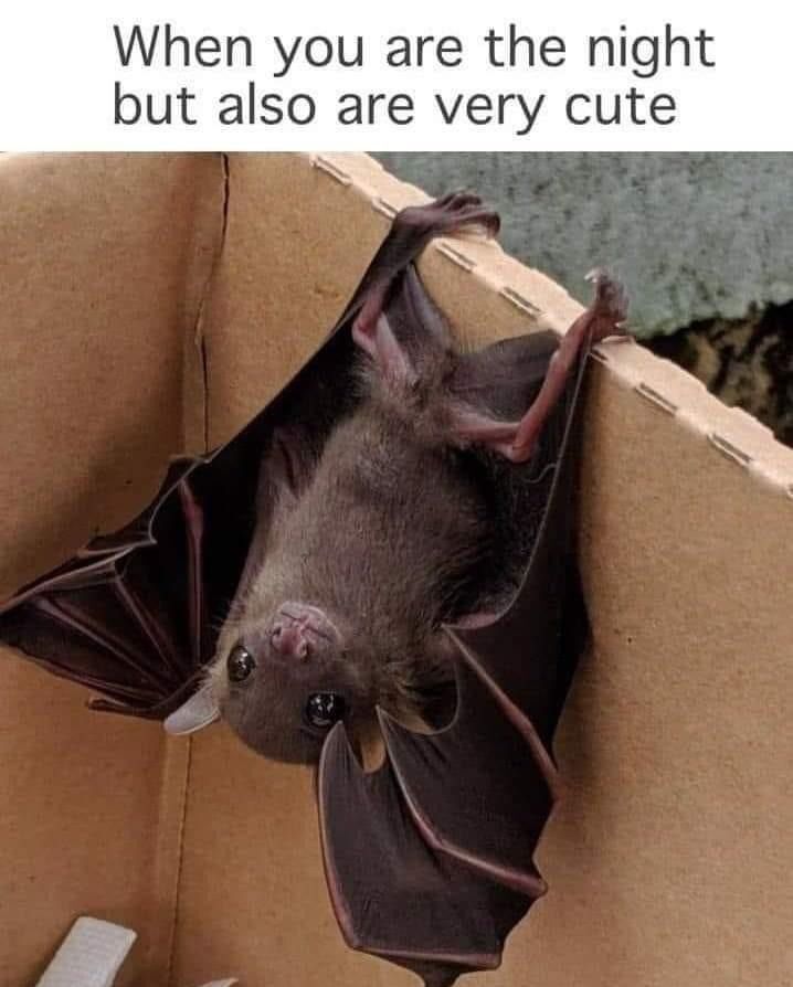 WholesomeMemes tweet media