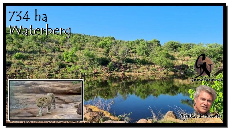 Gamefarmnet321's tweet photo. 734 ha. Waterberg.Unspoiled wilderness still roamed  by large predators. Good roads . Bluewildebeest, Kudu, zebra, , small game like bushpig,  klipspringers, mountain reedbuck etch.. Beautiful dam   
https://t.co/ZVB78XloLV 

#gamefarmnet 
#farm4sale 
#gamefarm4sale 
#wildlife https://t.co/ezjJMIqtea