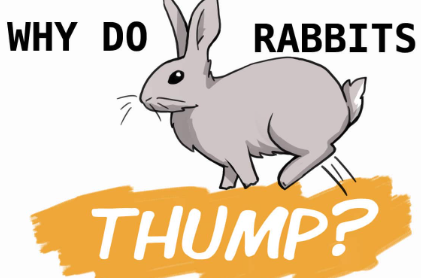 Ammantiax's tweet photo. Ever noticed a rabbit thump its feet? It’s their way of warning others about danger. Understanding their instincts helps build trust and ensures their well-being. Dive deeper into rabbit behavior to connect better with your furry companions. #RabbitBehavior #AnimalInstincts https://t.co/6Y3vrOmuPv
