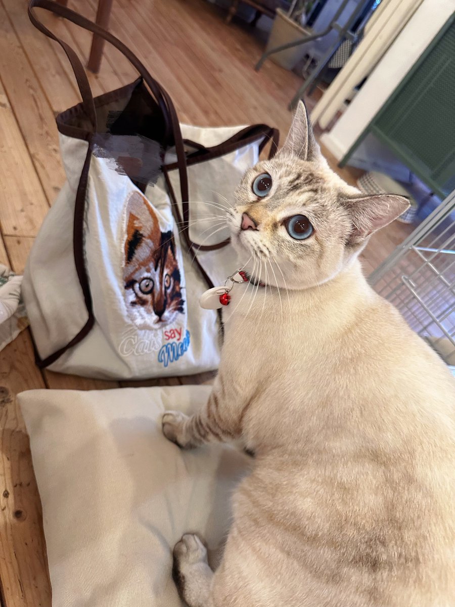 佐々木李子＠夏ワンマン開催🎤 tweet media