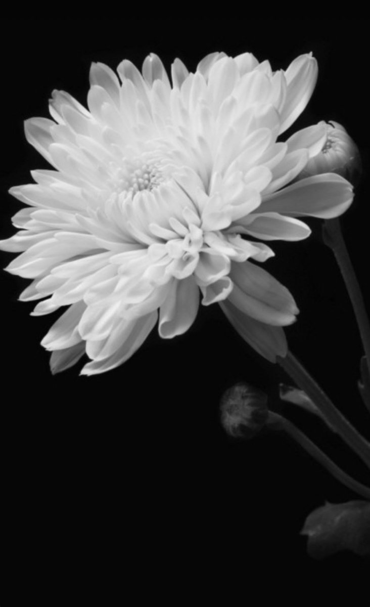 삼가 고인의 명복을 빕니다🙏