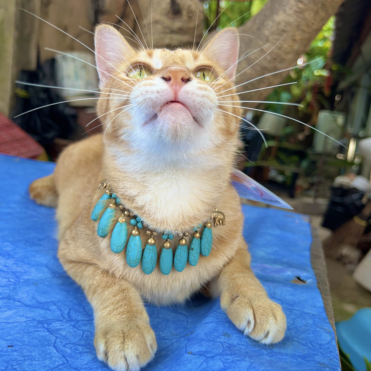madammiyu's tweet photo. リペ島の猫ちゃん🐈
お洒落なネックレスと注意書きの札を付けられていた📿
「猫にエサを与えないでください。
家に戻らなくなります‼︎」との事です🪧
タイでは道路や建築の邪魔になっても木が切られないる事がある🪚🌳🏗️
#KoLipe #เกาะหลีเป๊ะ #จังหวัดสตูล #タイ #リペ島 #タイ猫 https://t.co/S7Dcz5l39J
