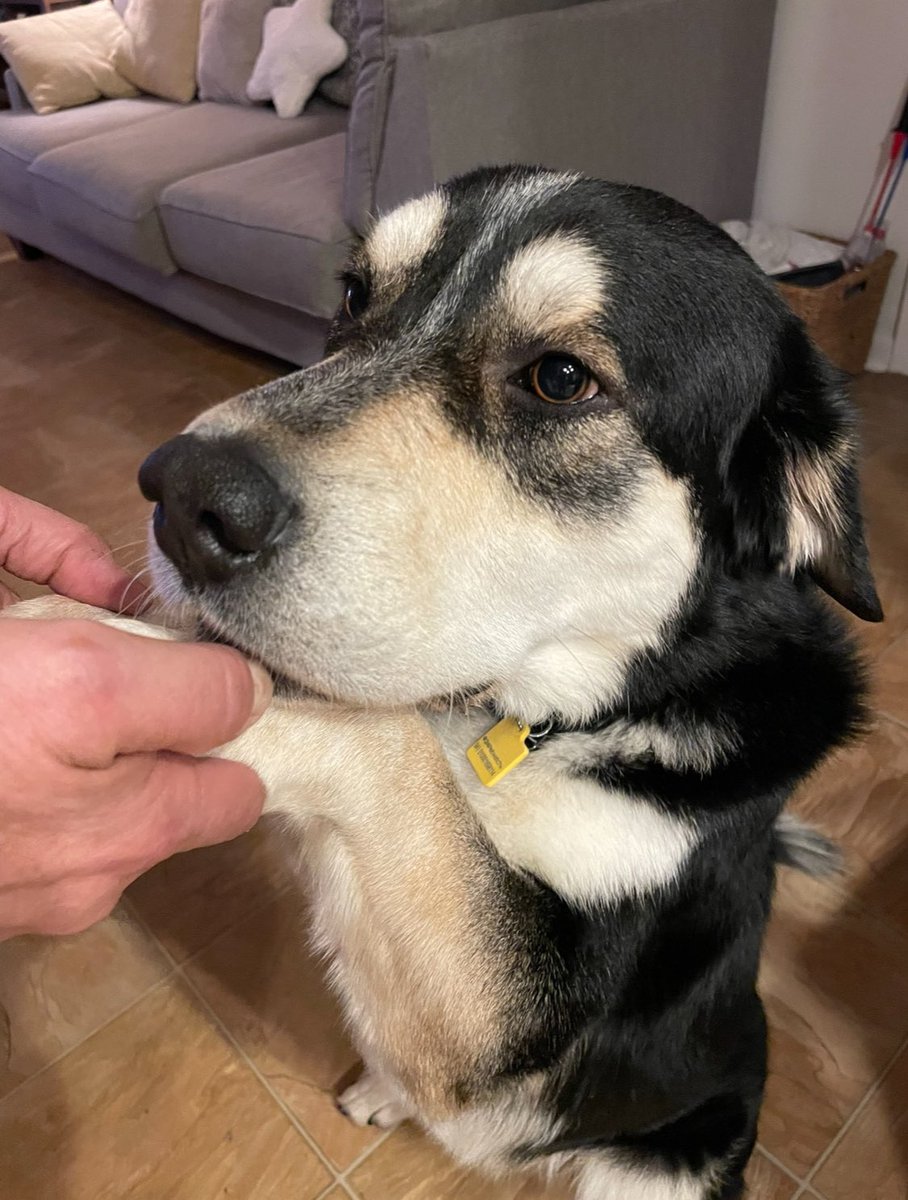 mrodz308's tweet image. Teddy #bestathomecontest #bernesemountaindog