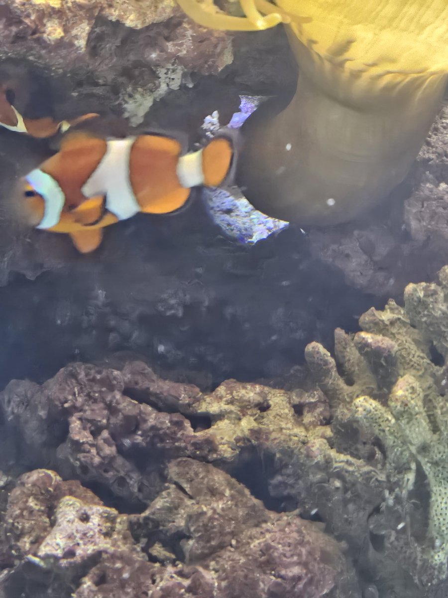 hauschen1's tweet image. Just like 2 years ago, I was able to find Nemo again here in Malmö, also found Dory this time