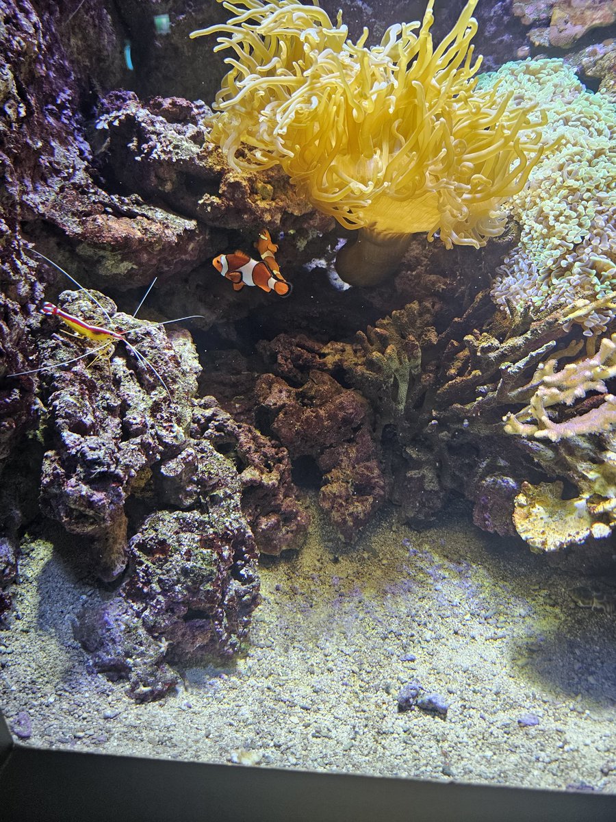 hauschen1's tweet image. Just like 2 years ago, I was able to find Nemo again here in Malmö, also found Dory this time