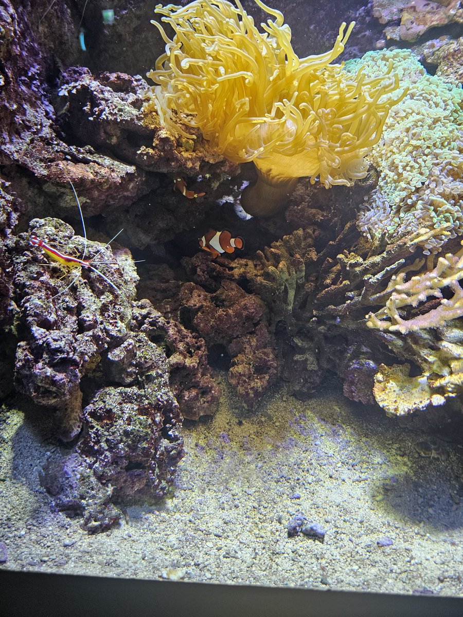 hauschen1's tweet image. Just like 2 years ago, I was able to find Nemo again here in Malmö, also found Dory this time