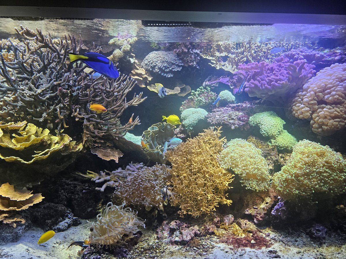 hauschen1's tweet image. Just like 2 years ago, I was able to find Nemo again here in Malmö, also found Dory this time