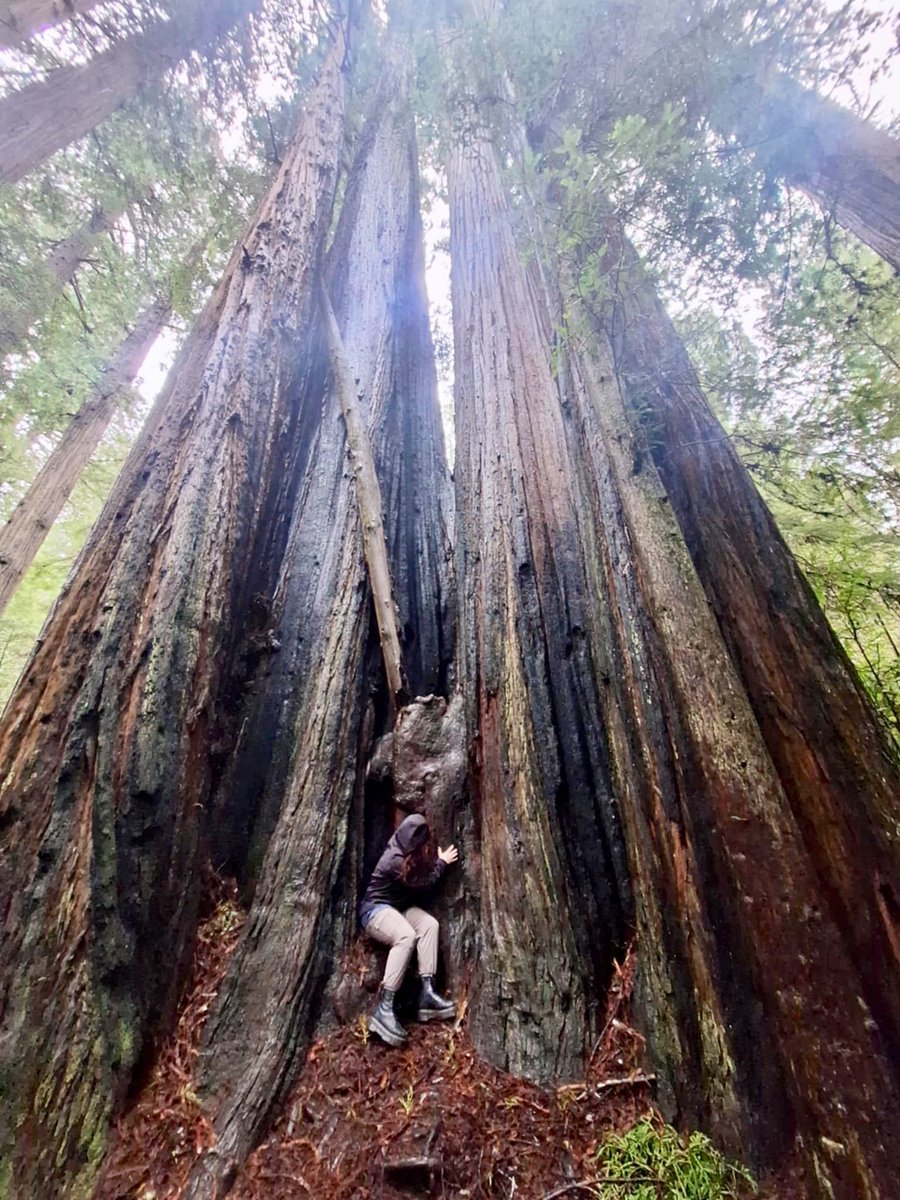 jaceynicholee's tweet photo. redwoods dreaming https://t.co/ZXDO9c9E8O