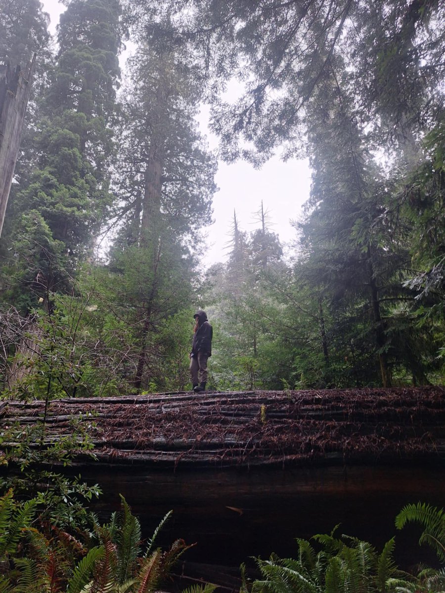 jaceynicholee's tweet photo. redwoods dreaming https://t.co/ZXDO9c9E8O