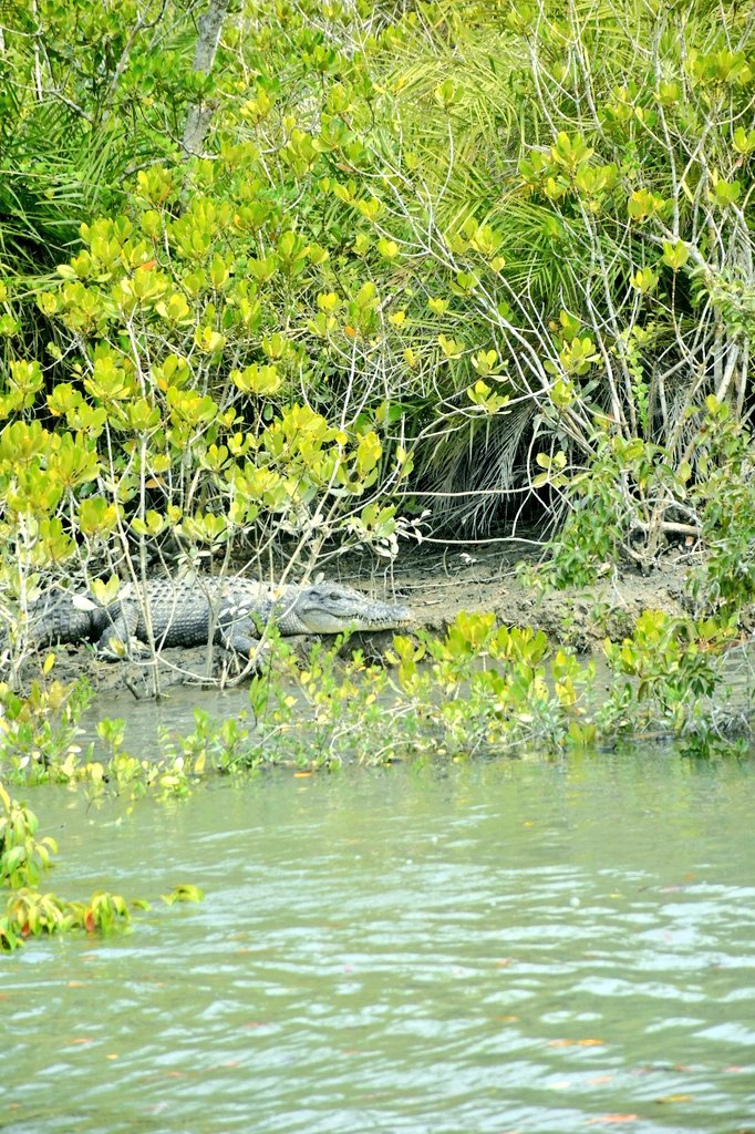 mrinalpain's tweet photo. Wildlife, Sundarbans, WB 🇮🇳 https://t.co/kRLPNEq6sM