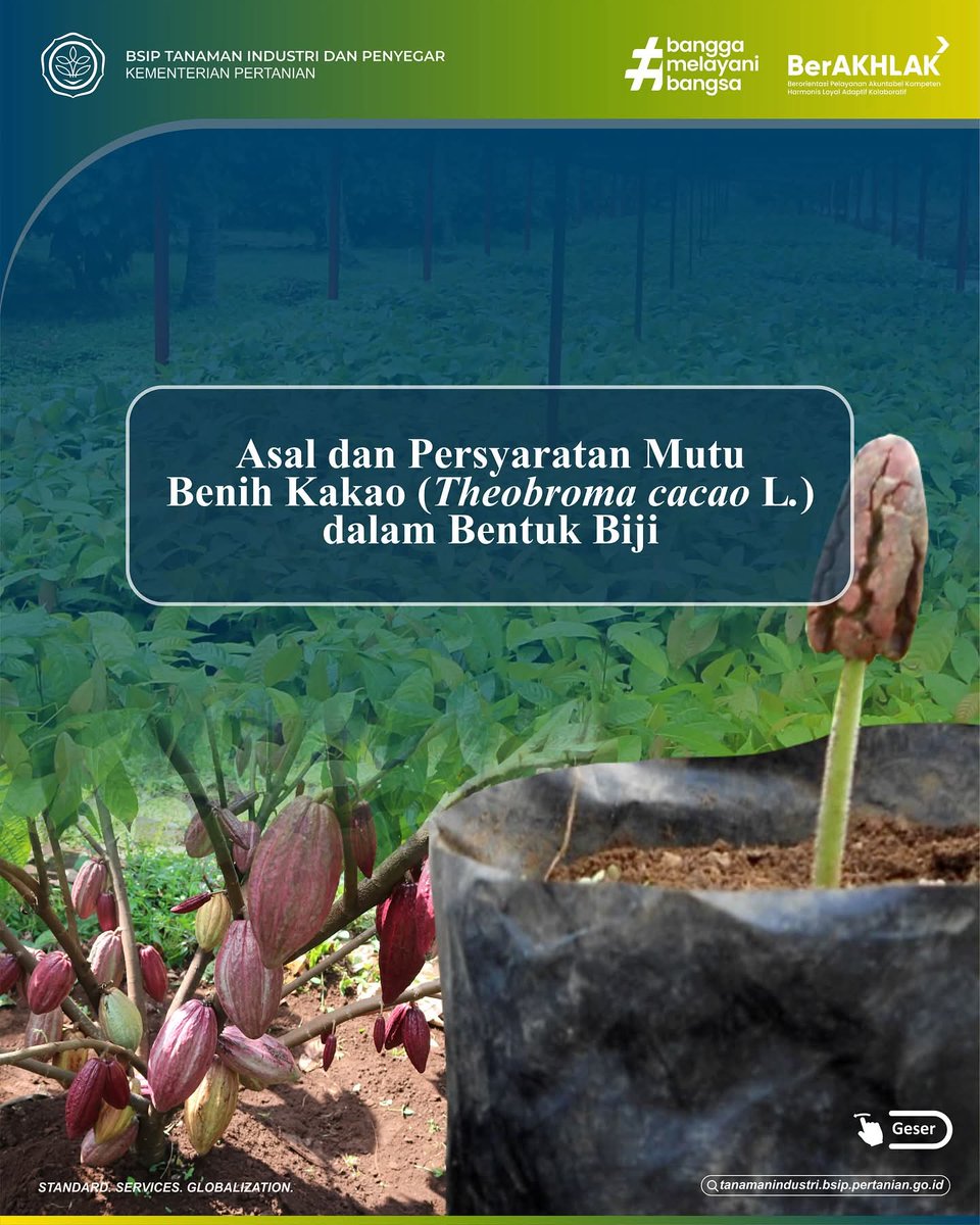 brmptri's tweet image. Hi, #frenSIP
Coklat yang kita konsumsi harus berasal dari kakao yang terstandar untuk memberikan kualitas terbaik.

Yuk kita simak, benih kakao seperti apa sih yang sesuai dengan standar berdasarkan SNI 9272: 2024 yang telah terbit!