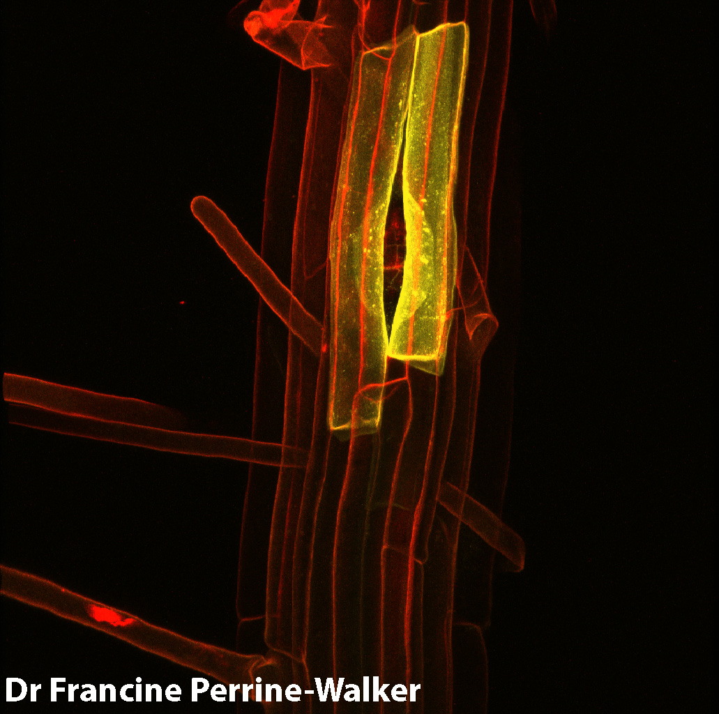 As an Agropolis Fellow (2008-2010) in Montpellier, I learned new microscopy techniques and contributed to French science. Grateful for the experience! 🙏 <a href="/Cirad/">Cirad</a> <a href="/INRAE_Intl/">INRAE_International</a> <a href="/ird_fr/">IRD.fr</a> <a href="/Agrofondation/">Agropolis Fondation</a>