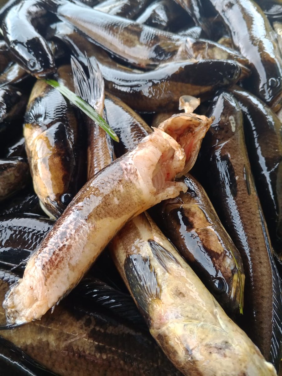 Penyu7satu's tweet photo. Kamis (12/12/2024), R Yana Perdana Kusumah, Luhkan Kab Sukamara, di KUB Tanjung Nipah, Desa Pulau Nibung, Melaporkan tangkapan Ikan kerandang, Gill Net, Desember 2024, Sebanyak 14 kg, harga 30.000/kg.
#GiatLuhkanSatminkalGONDOL
#Sukamara
#Tangkap https://t.co/eXHbsH5QPi