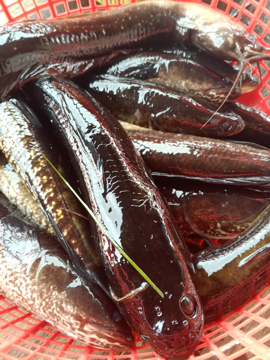 Penyu7satu's tweet photo. Kamis (12/12/2024), R Yana Perdana Kusumah, Luhkan Kab Sukamara, di KUB Tanjung Nipah, Desa Pulau Nibung, Melaporkan tangkapan Ikan kerandang, Gill Net, Desember 2024, Sebanyak 14 kg, harga 30.000/kg.
#GiatLuhkanSatminkalGONDOL
#Sukamara
#Tangkap https://t.co/eXHbsH5QPi