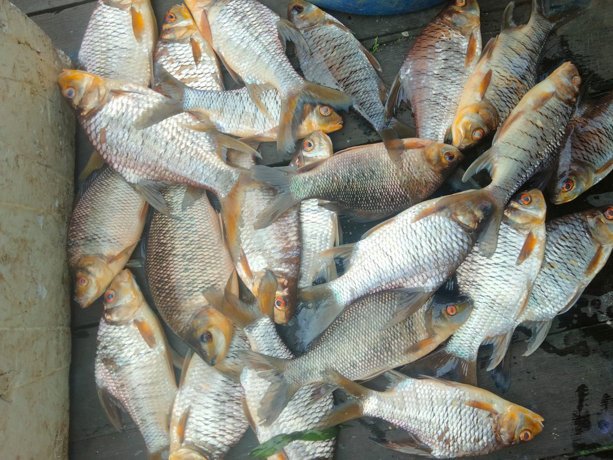 Penyu7satu's tweet photo. Minggu (15/12/2024), R Yana Perdana Kusumah, Luhkan Kab Sukamara, di KUB Makmur Bersama, Desa Pulau Nibung, Melaporkan tangkapan ikan kelabau & tapah, Gill Net, Desember 2024, Sebanyak 10 kg & 1 kg, harga 35.000/kg
#GiatLuhkanSatminkalGONDOL
#Sukamara
#Tangkap https://t.co/xQiGWtYS3y