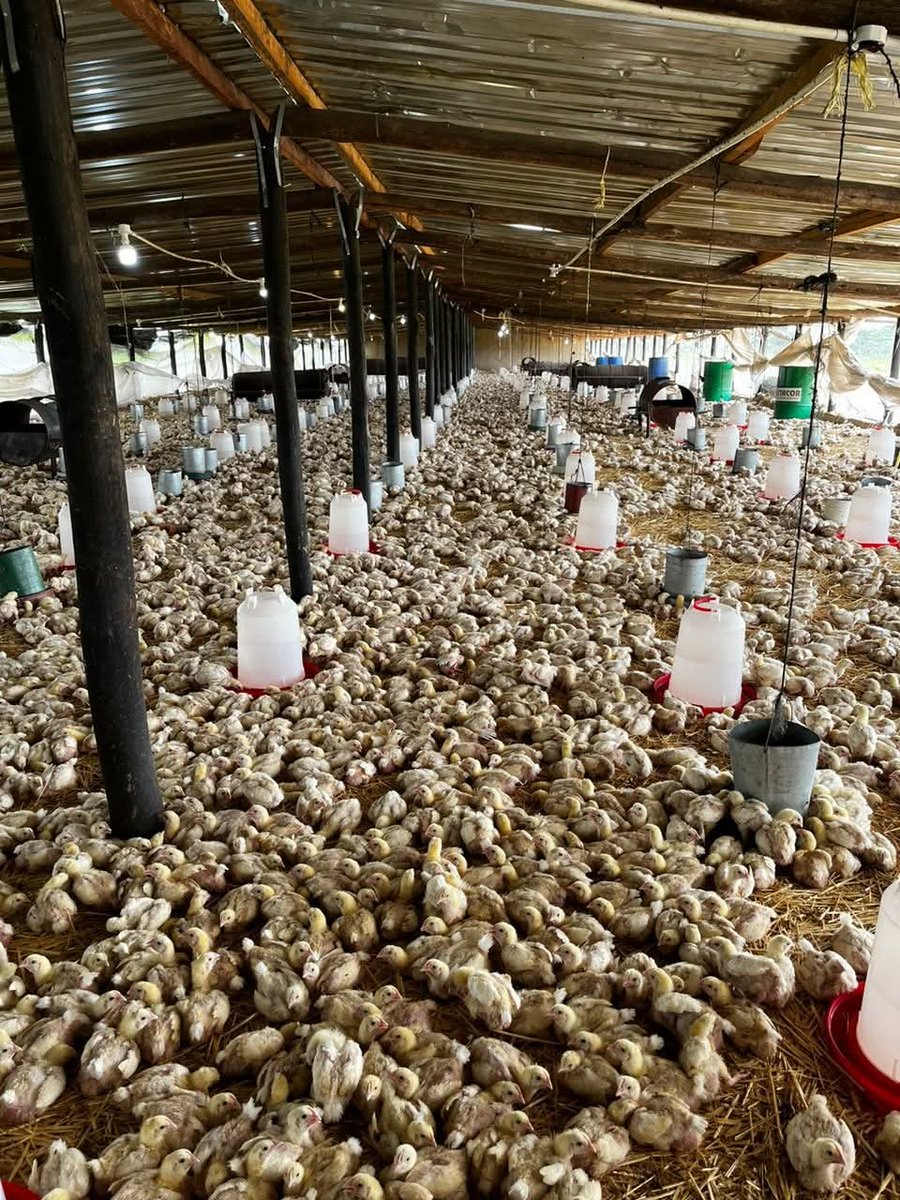 Huku dzinoda kuisirwa (heat) 3 weeks dzekutanga, apo dzinenge dzisati dzazara mambava muviri wese 
Feeder and drinker to chick ratio (uwandu hwezvekudyira nezvekunwira zvichienderana neuwandu hwehuku)

🐓Kana huku dzikasawana pekudyira nepekunwira pakakwana hadzikuri dzakaenzana