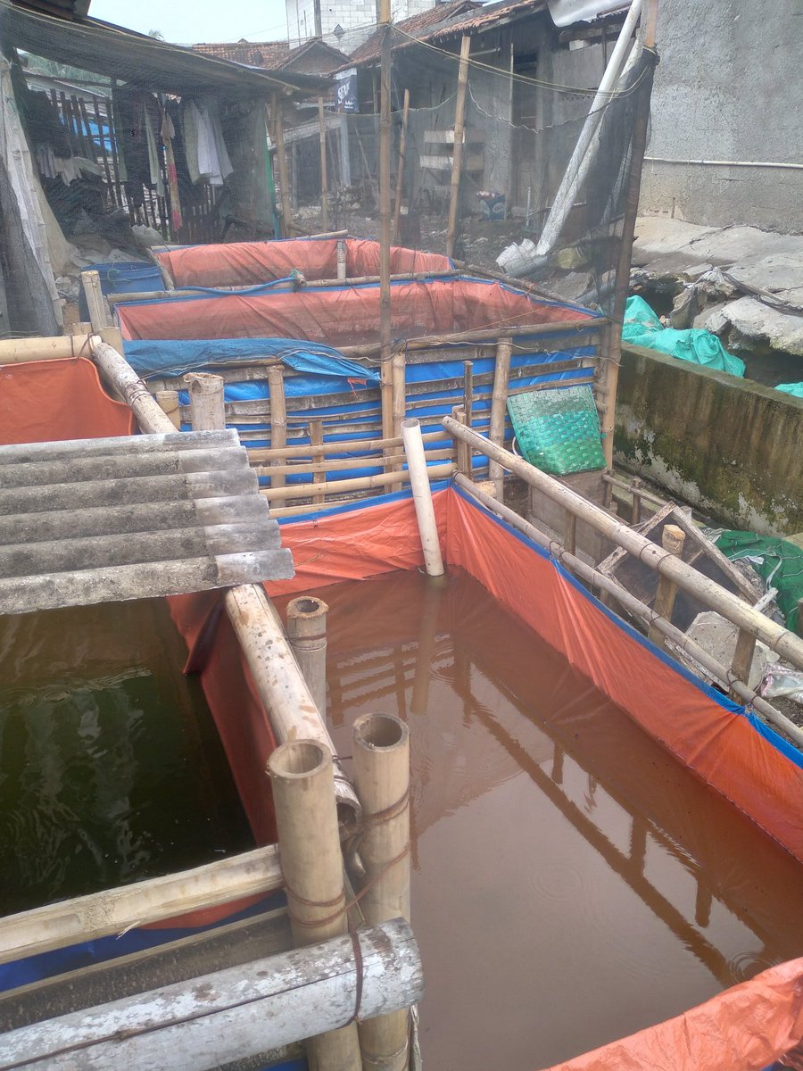 AsthokJ's tweet photo. Selasa,19/11/2024 Anggota Poklahsar Tirtorejo,memanfaatkan limbah olahan ikan asap untuk pakan,Panen 100 Kg/bulan harga Rp.20.000 /Kg isi 6-8/ Kg
@bppsdm_kp @PKBLU_bp3tegal @pusluh_bppsdm #GiatLuhkanSatminkalTegal https://t.co/e74ESZVclP