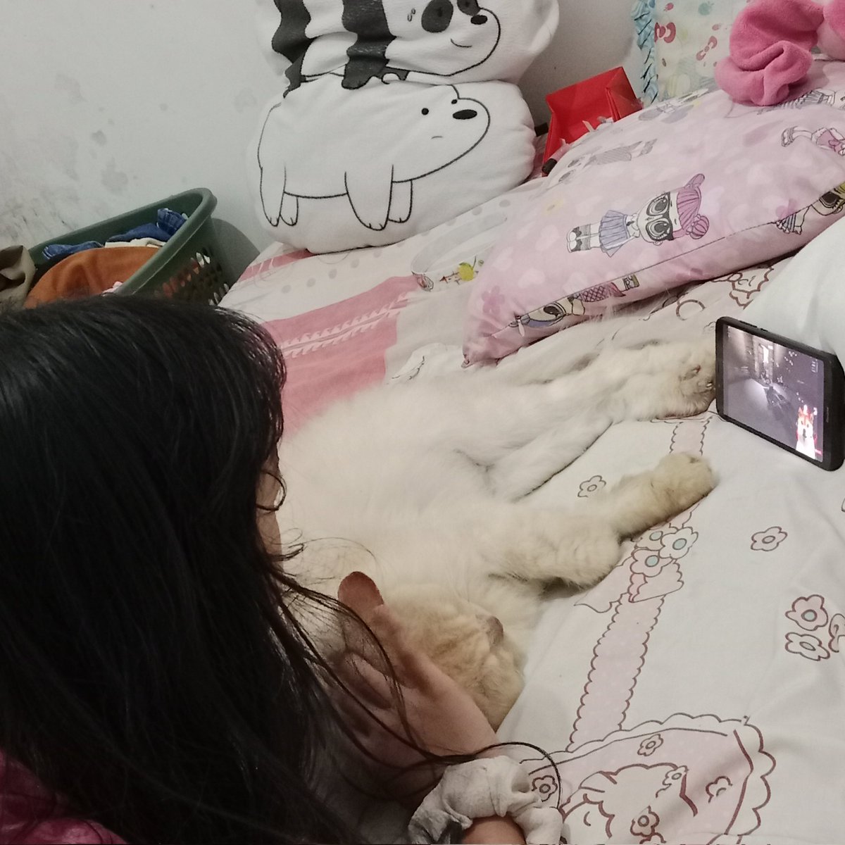 Room date nonton obit chennel, setelah long long long time, Rainbow segera sehat lagi seperti semula yaa... #kucing #cat #kucinglucu #cats #catsofinstagram #kucingpersia #catlovers #catlover #pecintakucing #kucingindonesia #kucingku #kitten #catstagram #of  <a href="/Wa61173780Wati/">Regina Risma Eryaan Diennindya Jacqueline Caeli R.</a>