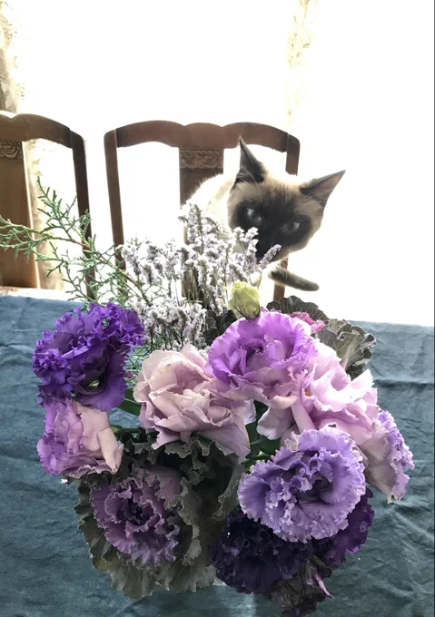 猫と花 猫ちゃん達に害のある観葉植物は書斎に移動済 年末はお花屋さんに行っても種類が少ない～ あるものでなんとかお正月用アレンジメント 猫ちゃん達に居心地良い場所を取られて隅に追いやられる人間達 可愛いから許す