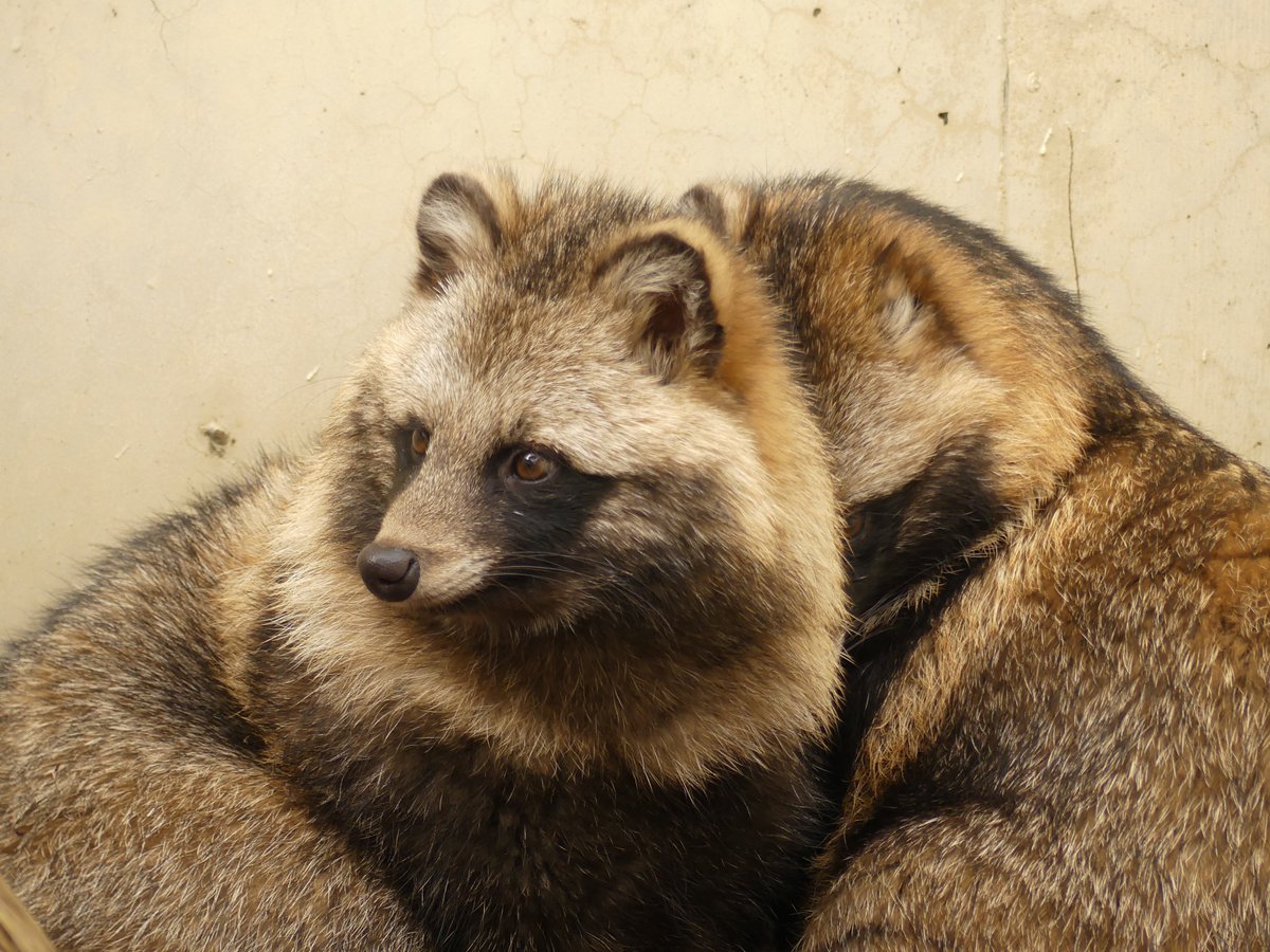 kao_rinrin's tweet image. #東山動植物園 #ホンドタヌキ #あこ #さり 20241226