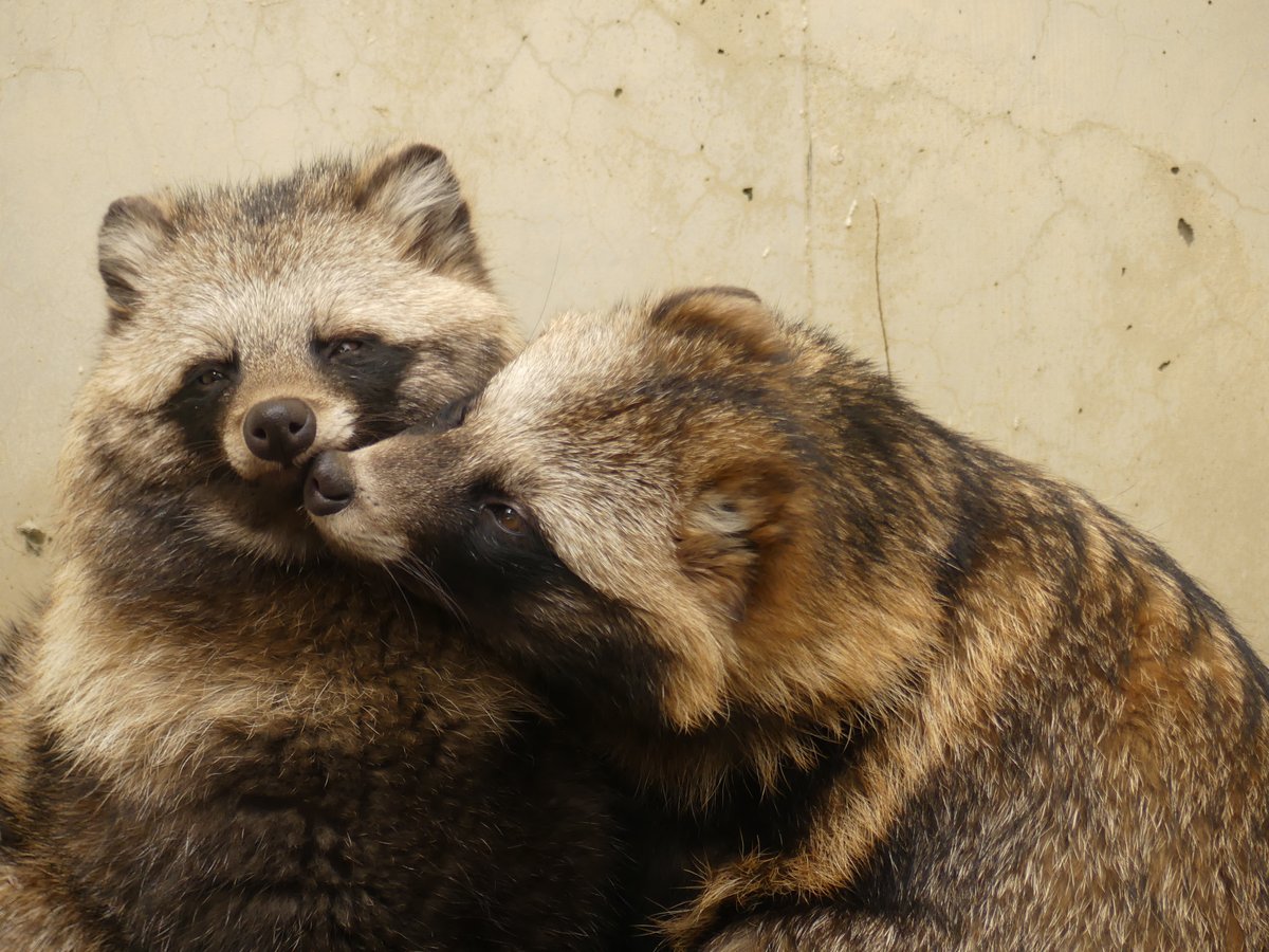 kao_rinrin's tweet image. #東山動植物園 #ホンドタヌキ #あこ #さり 20241226