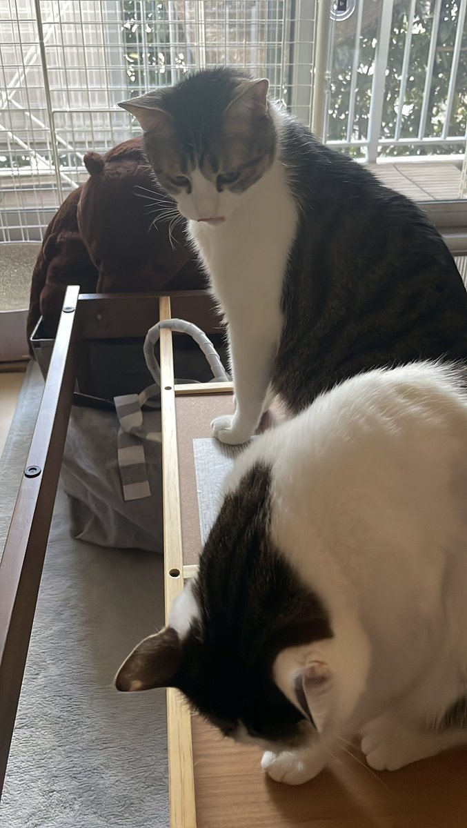 Mimura_Ranmaru's tweet photo. こたつ出したいのですが、そこ占拠しないでもらえますか？
#猫 #猫のいる生活 #猫好きさんと繋がりたい #猫がいる幸せ https://t.co/vzOSNiWvmJ