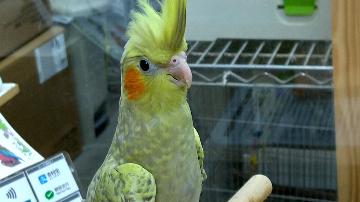 今年の営業は、本日１７時で終了です。
ご贔屓いただきありがとうございました。

年始は２日より営業いたします。