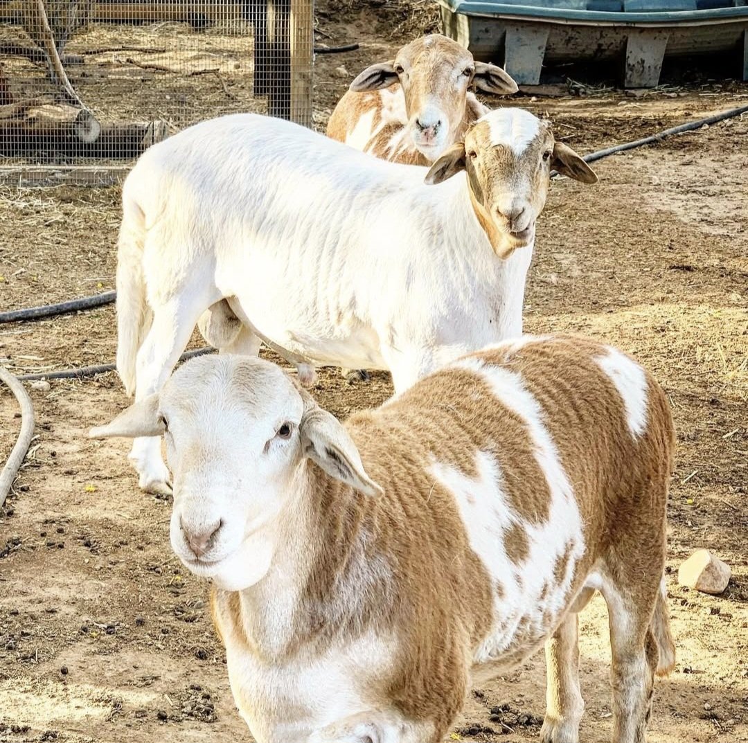 Race originaire d’Asie orientale et d’Egypte. Elle a plus récemment évolué en Namibie et en Angola. Son point fort est sa rusticité et sa capacité de survie dans des conditions hostiles, qu’elles soient climatiques ou nutritionnelles. Son poil est court, et peut parfois devenir