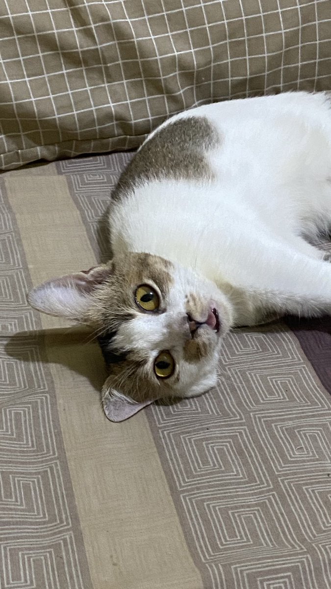 zedayte's tweet photo. @lalalilalail dan nek dikandani melet. info pesantren kucing https://t.co/sPZStLjJ7O