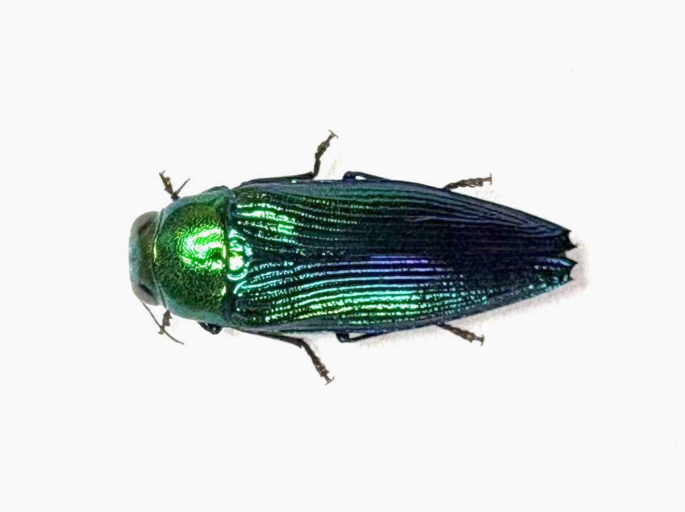 美しい緑色の昆虫タマムシ標本 約40匹 ☆能勢産ヤマトタマムシ40mm標本☆ - INSECT ULTIMA