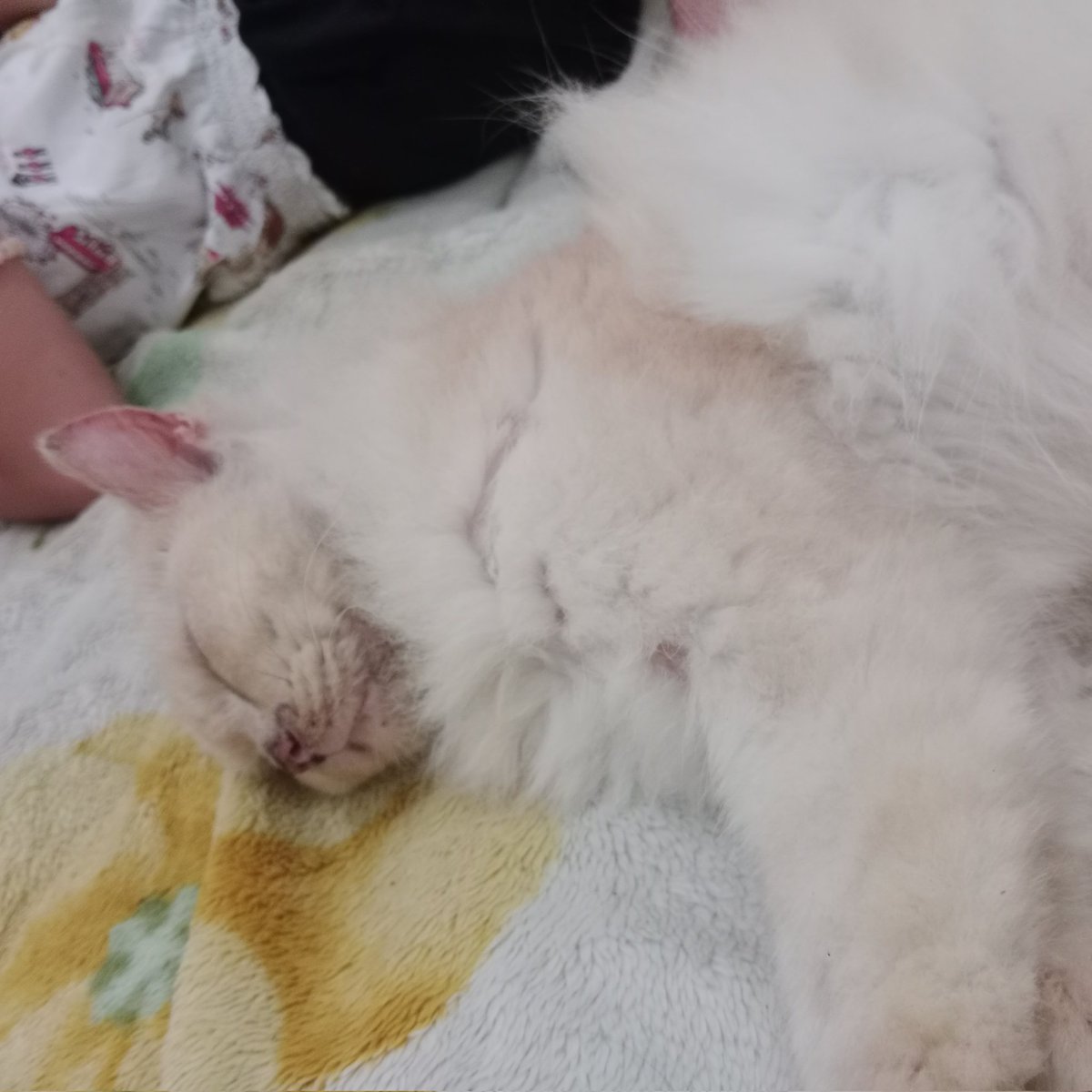 #kucingkesayangan #kucingimut #kucingmalang #bhfyp #malang #kittens #catlife #kucingmalaysia #catoftheday #neko #kucingmurah #pets #makanankucing #kitty #kucingoren #cute #kucinglucubanget #kucingras #gato #viral #petshop #cutecat #kucinggemes #kucingmalas #indonesia #RainbowCat