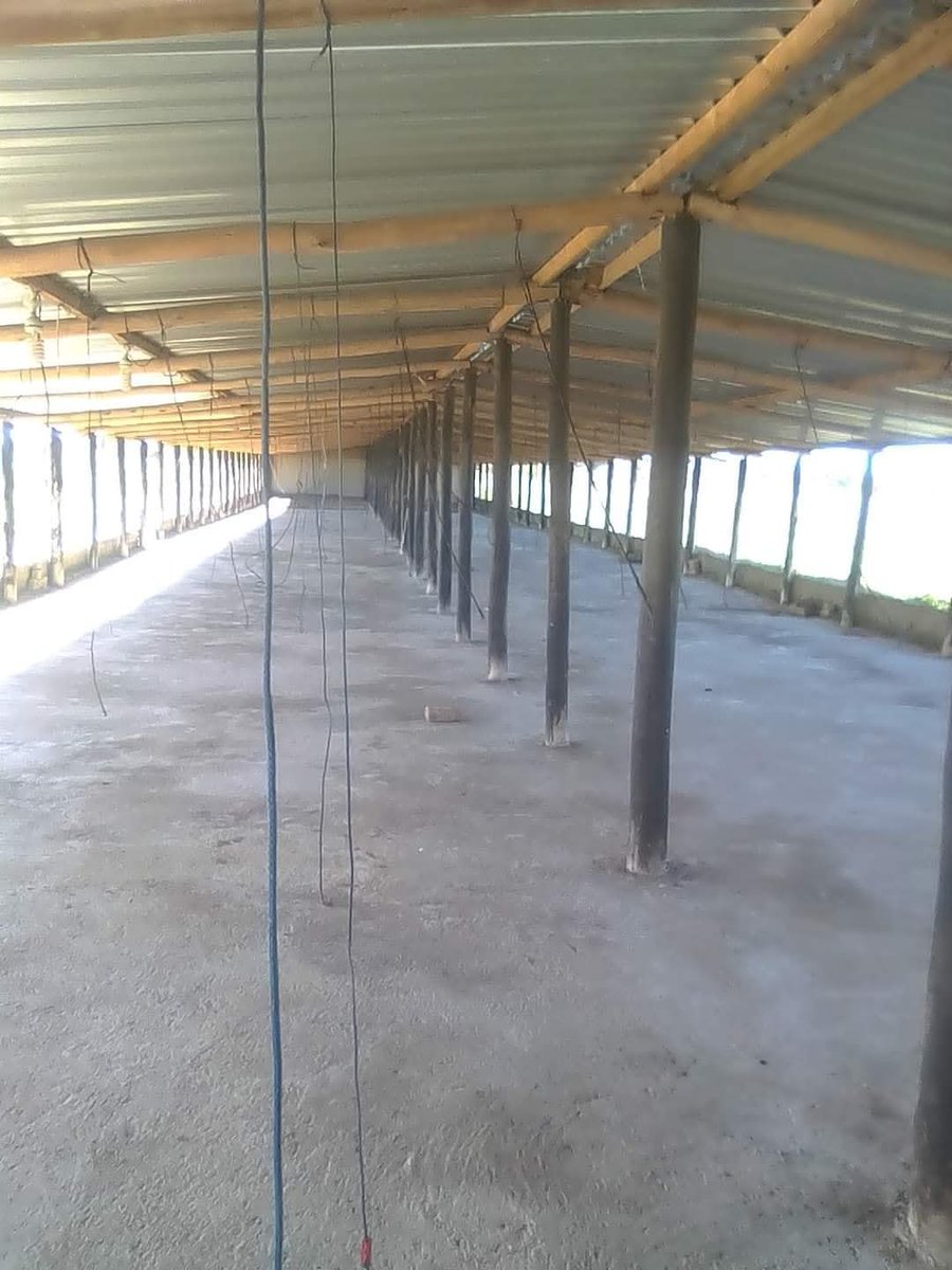 Talk Bussines. 💰 earn 
US$250 Net profit in 32 days with 100 birds🐔 

If you want to start broiler project, here is the information for all interested!!!

*BROILER  CHICKENS PROJECT*
Kuti hukwana dzedu dzikure zvakanaka dzinoda_ ;
1 spacing (nzvimbo yakafanira isina kumanikana