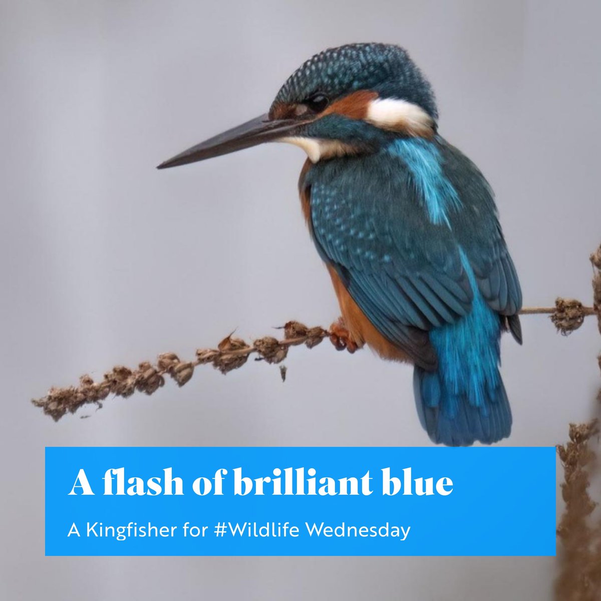 Is this a King or a Queen?
The male Kingfisher has an all-black beak whilst a female had orange-red on the lower mandible, so this one is male. We've had regular sightings of Kingfisher from Nettley's Hide .
#WildlifeWednesday
#wildsussex
📷Graham Osborne