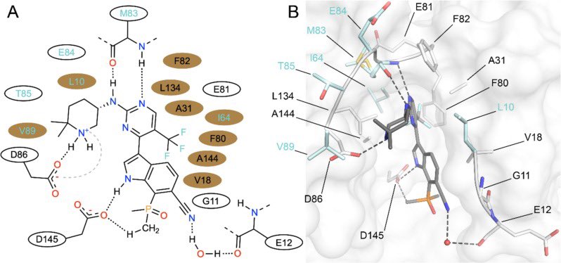 Škerlová J, Krejčiříková V, Peřina M, Vojáčková V, Fábry M, Kryštof V, Jorda R, Řezáčová P. CDK2-based CDK7 mimic as a tool for structural analysis: Biochemical validation and crystal structure with SY5609. Int J Biol Macromol. doi.org/10.1016/j.ijbi…