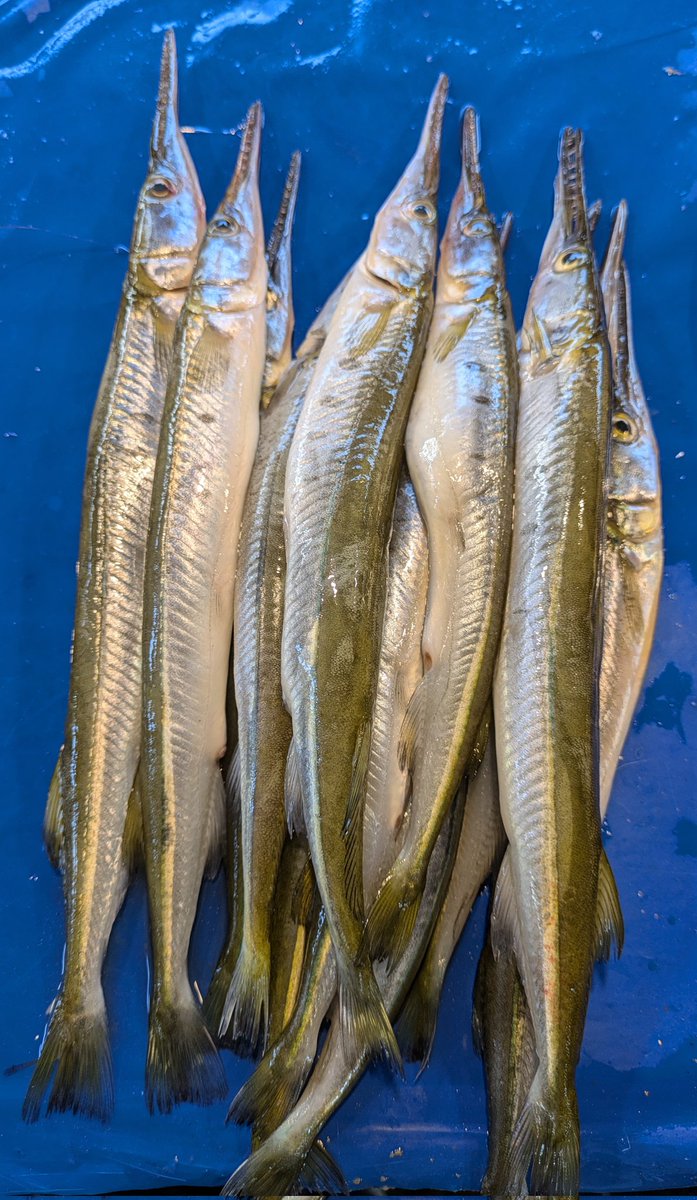 zafrimn's tweet photo. এইবাৰ ককিলা মাছ। This time it's kokila or freshwater garfish...
#Kokila #Fish #Garfish #Assam #Assamesefood #assamesecuisine #freshwater #Dibrugarh https://t.co/rjcpMbrXm2