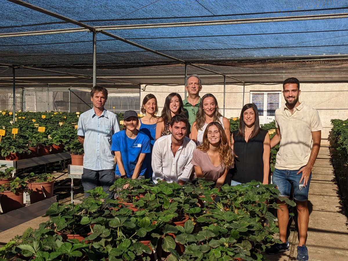IfapaJunta's tweet photo. 🔬Investigadores de @AndaluciaJunta desarrollan un marcador #molecular para seleccionar de manera eficiente variedades de #fresa un 50% más firmes🔬

El estudio del #IFAPA ha identificado regiones específicas del #genoma de🍓 para mejorar su firmeza.

🌐https://t.co/3sbwD8oZjA https://t.co/mtnzxZMpI1