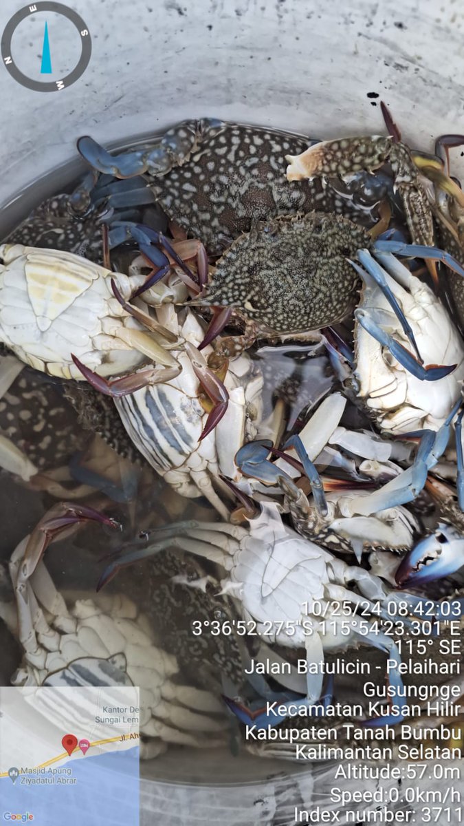 ekoprioraharjo's tweet photo. Jum'at (25/10/2024)
Hasil tangkapan kepiting rajungan Bp. Fahmi Azhari KUB. Anugerah Laut di Ds Sei Lembu, sebanyak 9 kg, harga jual Rp 50.000/kg  dengan  total nilai jual kotor Rp 450.000.
#GiatLuhkanSatminkalBWI 
#luhlapor 
#TanahBumbu 
@bppsdm_bp3bwi
@pusluh_bppsdm
@bppsdm_kp https://t.co/OWKFD1K4mf
