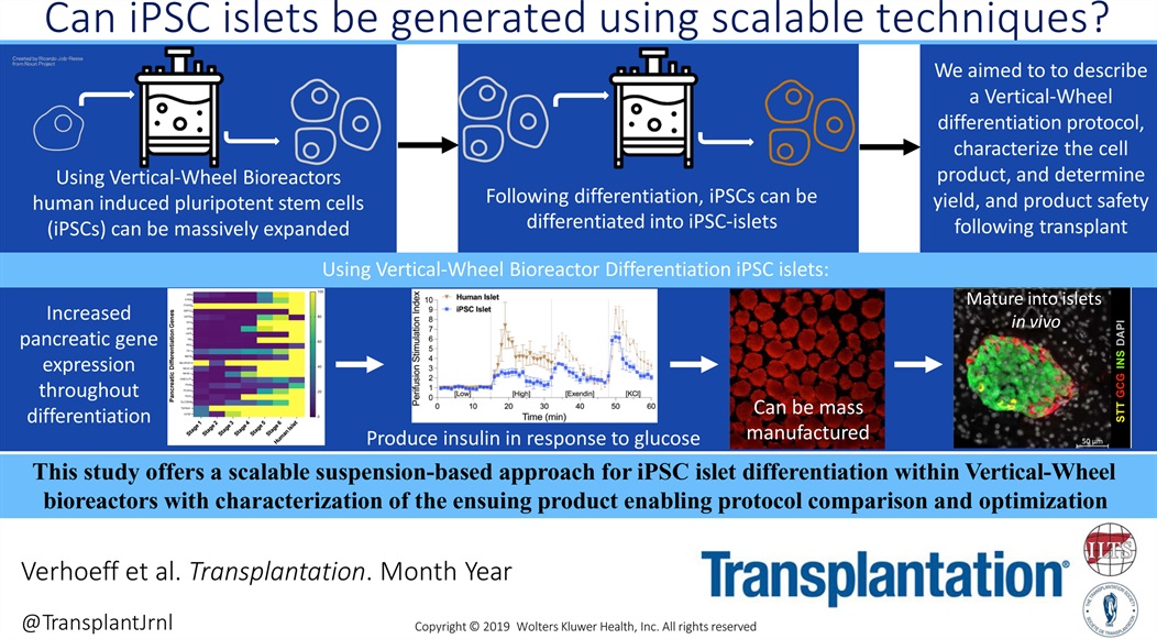 Transplantation (@transplantjrnl) on Twitter photo This study by <a href="/KevinVerhoeffMD/">Kevin Verhoeff</a> presents a scalable method for differentiating iPSC-derived islets using #bioreactors. #Med #TXPforAll tinyurl.com/4tayswfk This study by <a href="/KevinVerhoeffMD/">Kevin Verhoeff</a> presents a scalable method for differentiating iPSC-derived islets using #bioreactors. #Med #TXPforAll tinyurl.com/4tayswfk