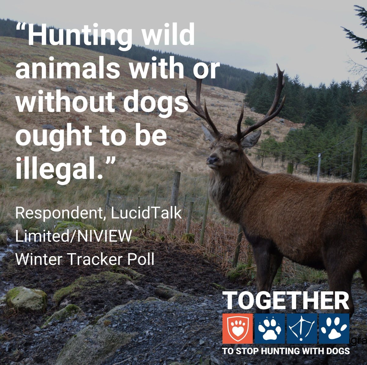 USPCA_Official's tweet image. 🚨 Your Voice Matters: Act Now 🚨 

Help ban hunting with dogs in #NI. A bill is underway, and your input is crucial! 

Public consultation ends on 13th January. Outlaw hunting with dogs. 

👉 Respond: buff.ly/4eTUNUA 

#EndHuntingWithDogs #TimeForChangeNI @LeagueACS