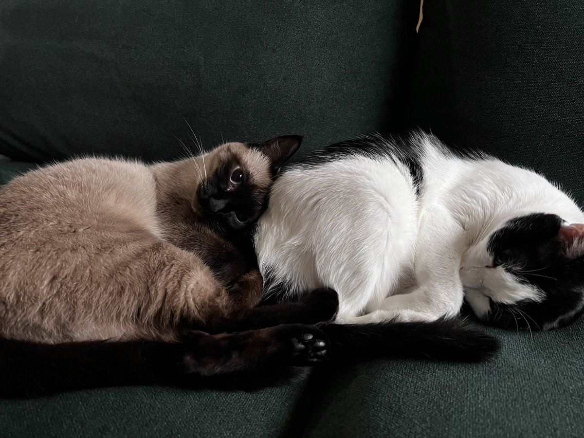 언니바라기 우리아가 거기서 언니는 조금 기다려줘 먼훗날 우리 찐빵이 쓸쓸하지않게 같이 또 우다다 해줄거야