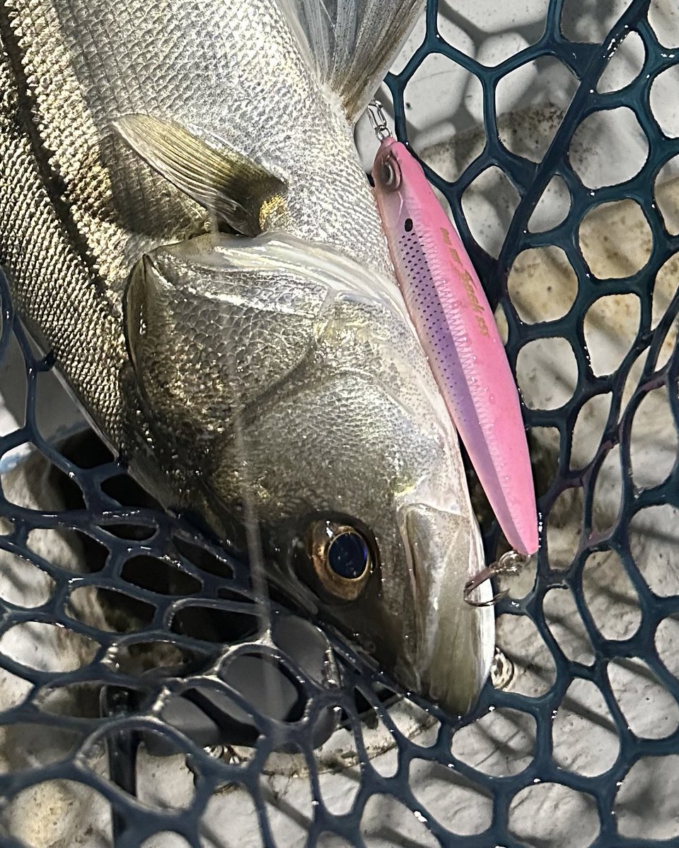 namissu11's tweet photo. 釣り納め🎣

やっぱりシーバス釣りは楽しいね☺️🙏❤︎ https://t.co/y3BGbr4l1U