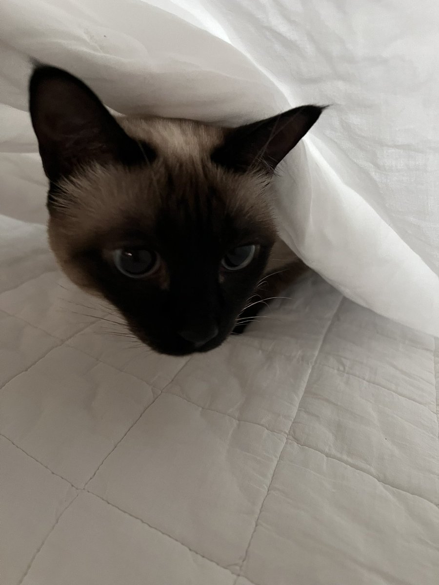 이불 들추면 늘 까꿍했는데. 오늘도 이불속에 찐빵이가 자고있을것만 같다.  담요아래, 커튼 뒤에, 냉장고위에, 옷장속에ㅡ 찐빵이가 숨어있기 좋아하던 공간에 있나하고 루나가 자꾸 찾는 모습에 마음이 찢어진다