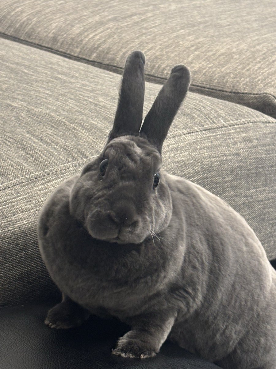 柴叉クロ tweet media