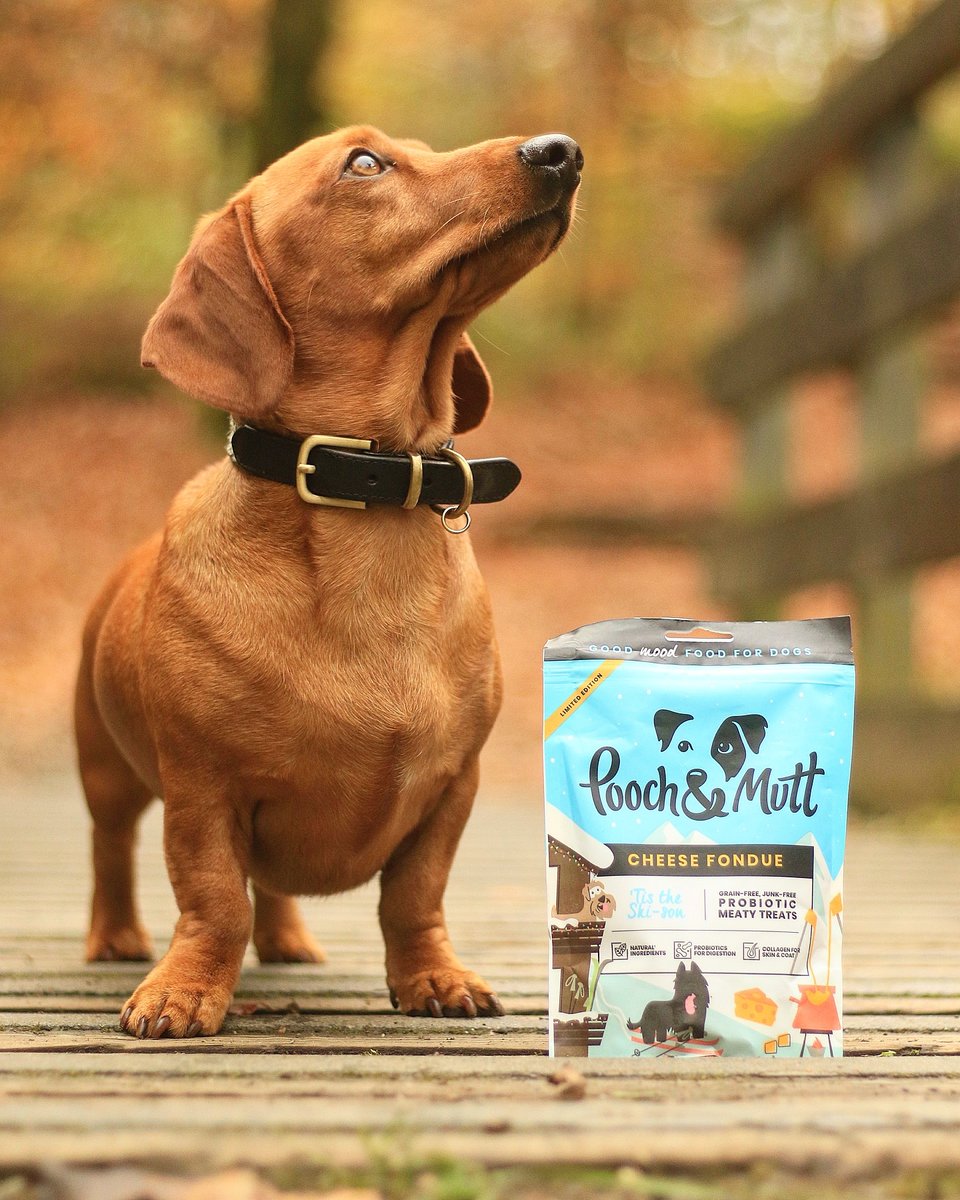 Are your pups still tucking into their Christmas presents?⁠
⁠
Well they're doing better than us, we've eaten all our Christmas choccy already 😂⁠

📷 sonnythescottishsausage 

#PoochAndMutt #Christmas #ChristmasGiftsForDogs