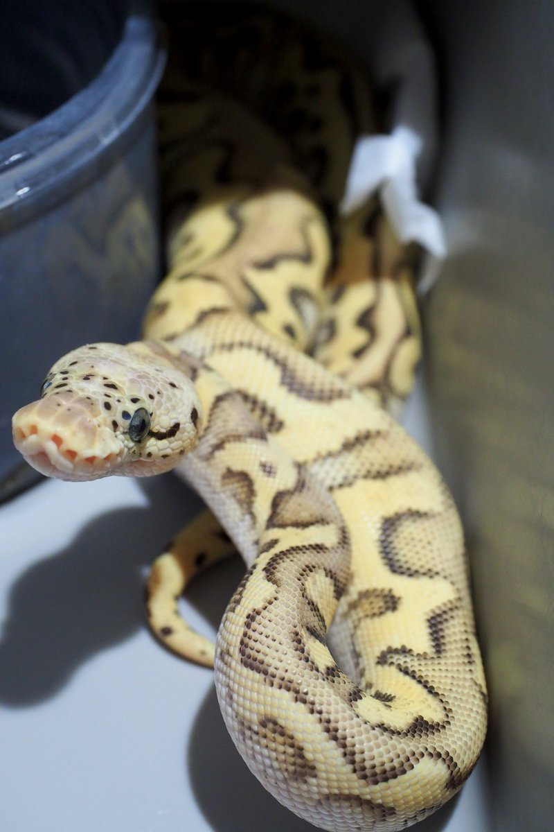 pastel mojave SN clown
2026頑張ってホシイ🙏🏻