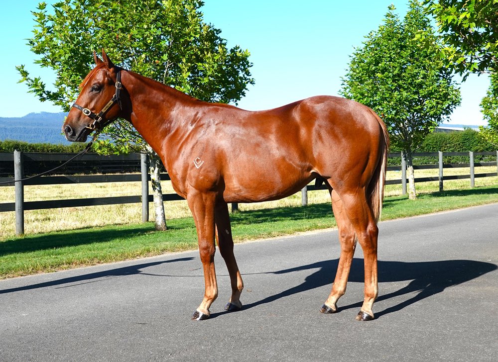 Grenville Stud (@grenvillestud) on Twitter photo Our yearlings have made it safely to the <a href="/mmsnippets/">Magic Millions</a> Gold Coast after their long journey from Tasmania.
The horses have been absolute professionals and handled the trip excellently
Lot 68 - Zousain - Velocita Colt
Lot 363 - Pinatubo - Entrapped Colt
Parades starting Wednesday Our yearlings have made it safely to the <a href="/mmsnippets/">Magic Millions</a> Gold Coast after their long journey from Tasmania.
The horses have been absolute professionals and handled the trip excellently
Lot 68 - Zousain - Velocita Colt
Lot 363 - Pinatubo - Entrapped Colt
Parades starting Wednesday