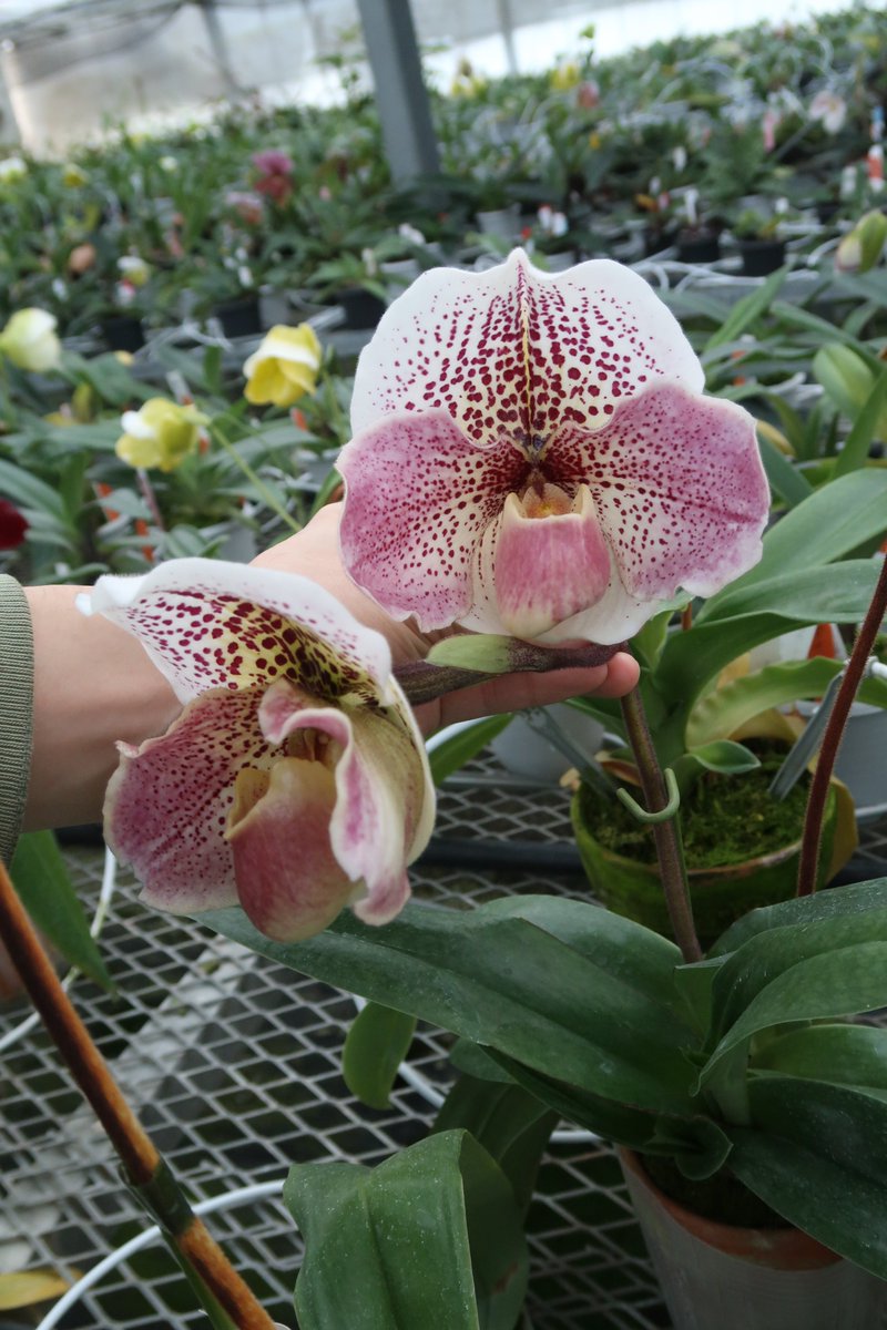 今日のパフィオです。 VS18-15 Paph. Pink Fieldsのセレクト個体2つです。