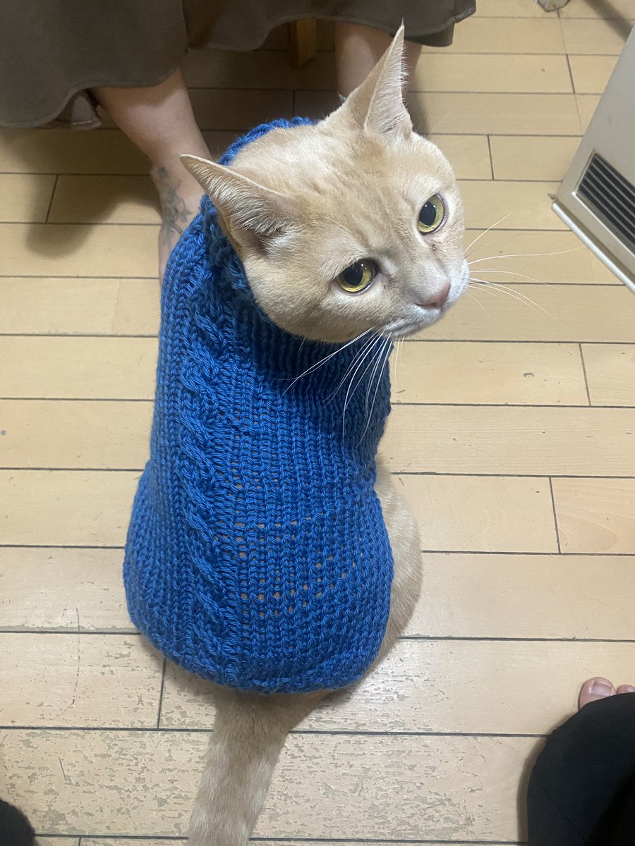 彼女の家の犬の服あんだら猫入ったwww